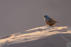 emberiza sahari, house bunting