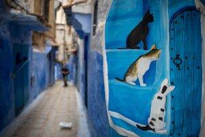 Cat paint in Chefchaouen, Morocco