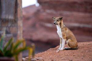 stray dog in Morocco