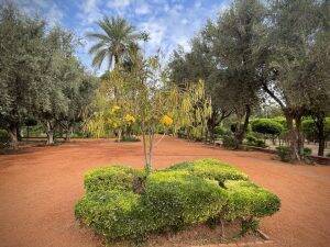 cyber park plants and trees marrakech